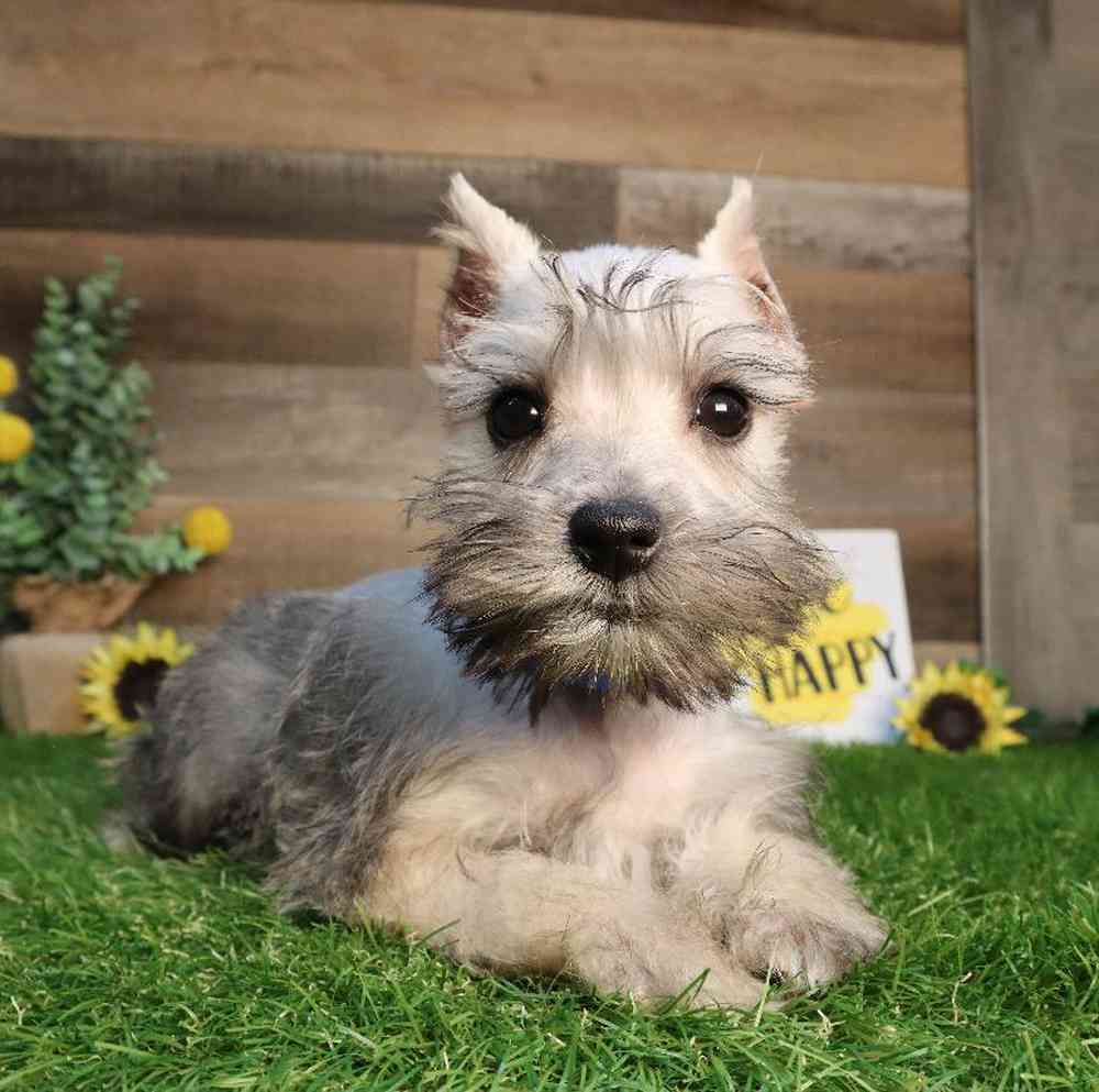 Male Mini Schnauzer Puppy for Sale in Blaine, MN