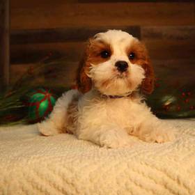 Cavapoo