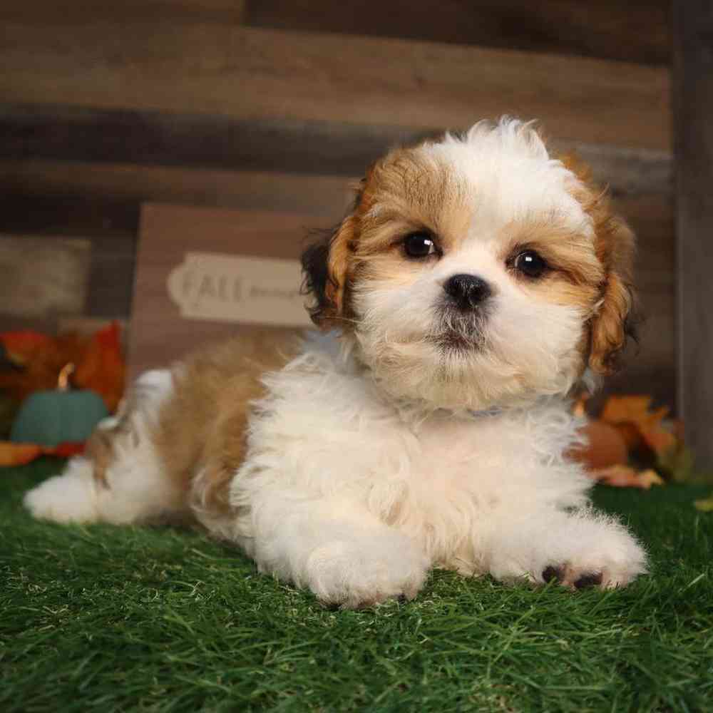Male Shih Tzu Puppy for Sale in Blaine, MN
