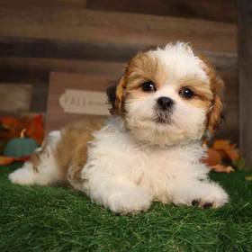 Shih Tzu