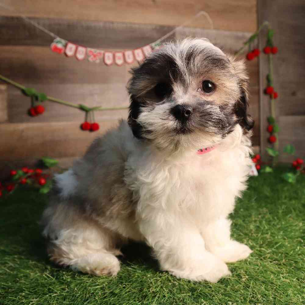carousel pet images