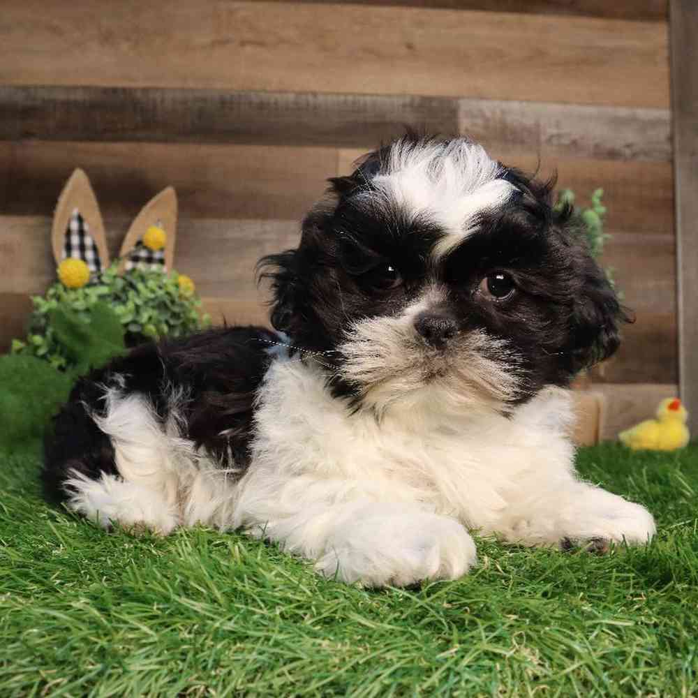 Male Shih Tzu Puppy for Sale in Blaine, MN