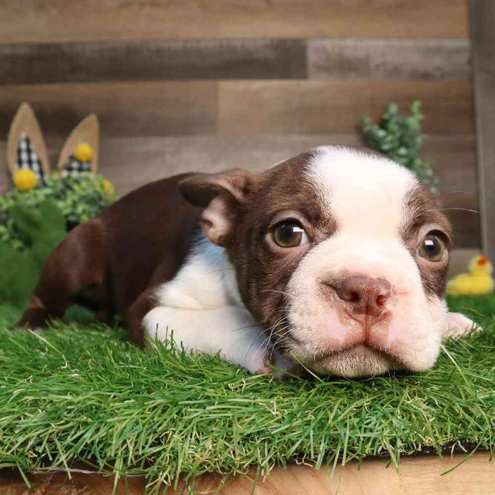 Female Boston Terrier Puppy for Sale in Blaine, MN