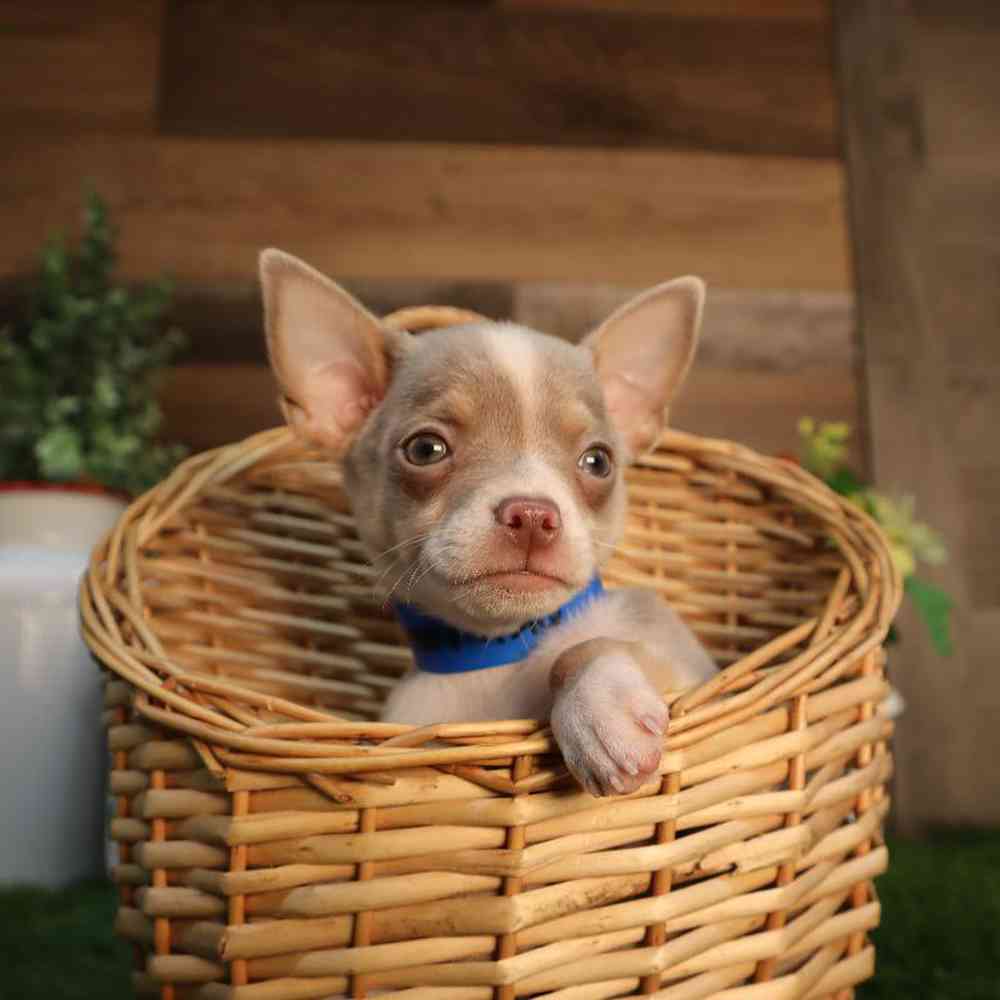 Male Chihuahua Puppy for Sale in Blaine, MN
