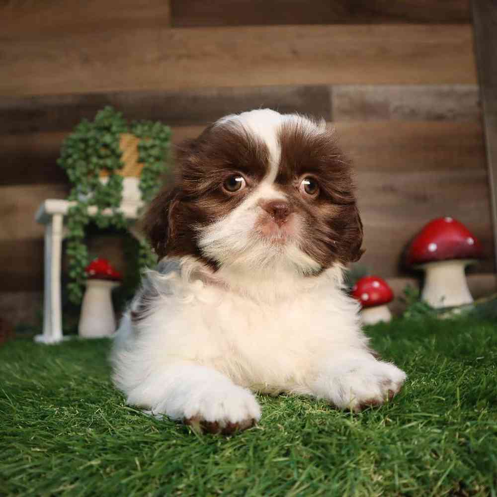 Female Shih Tzu Puppy for Sale in Blaine, MN