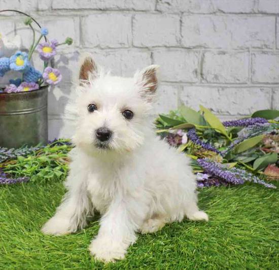 Westie Bestie