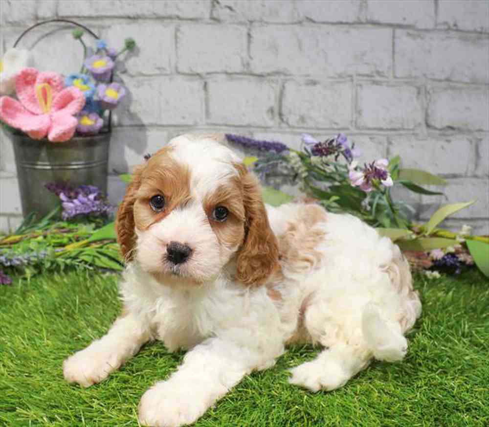 carousel pet images