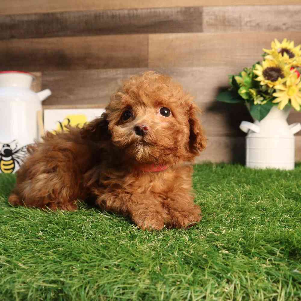 carousel pet images