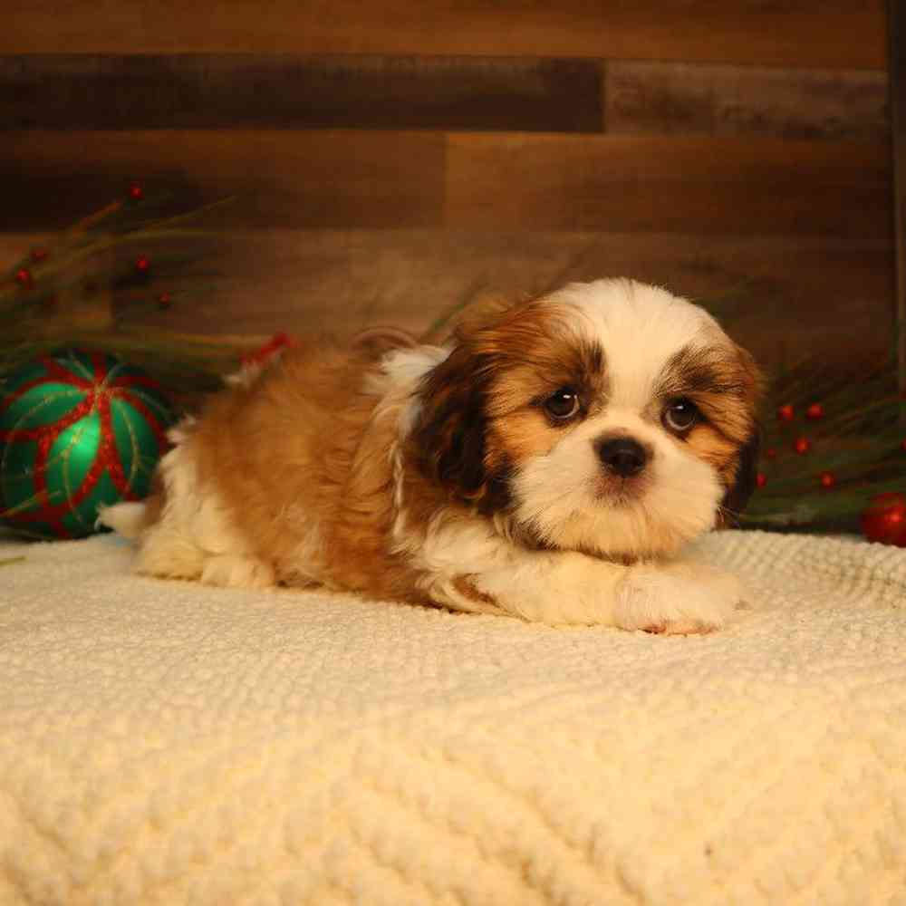 Female Shih Tzu Puppy for Sale in Blaine, MN