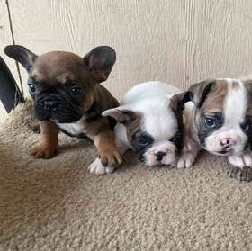 French Bulldog