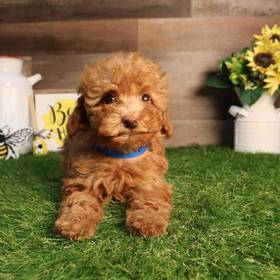 Mini Poodle