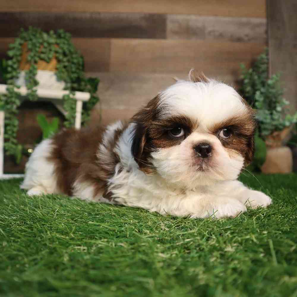Male Shih Tzu Puppy for Sale in Blaine, MN