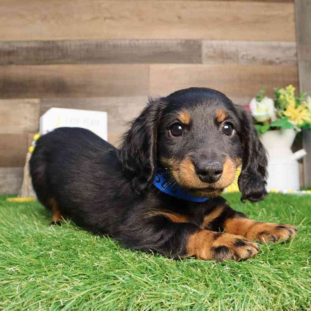 Male Dachshund Puppy for Sale in Blaine, MN