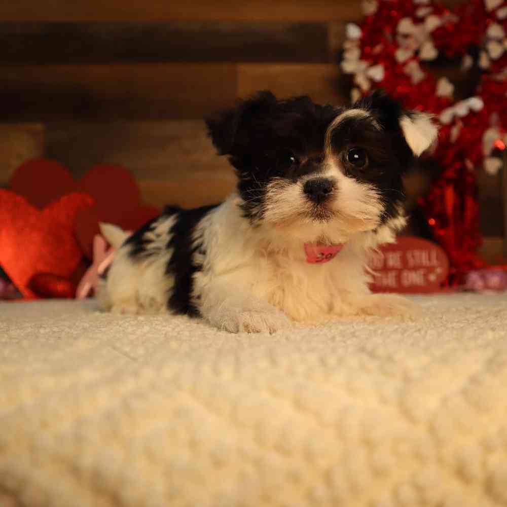 Female Morkie Puppy for Sale in Blaine, MN