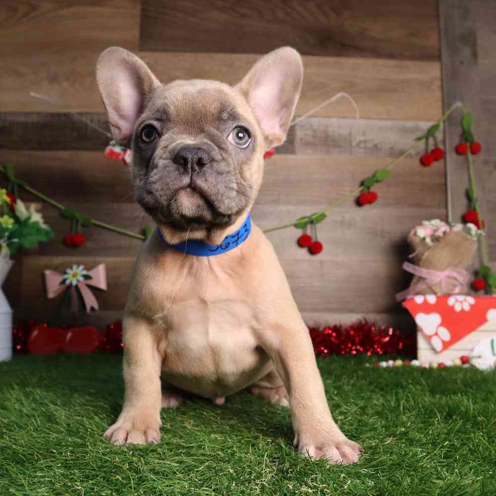 carousel pet images