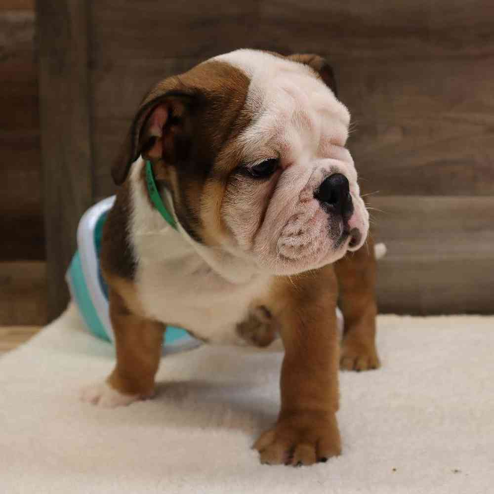 Male English Bulldog Puppy for sale