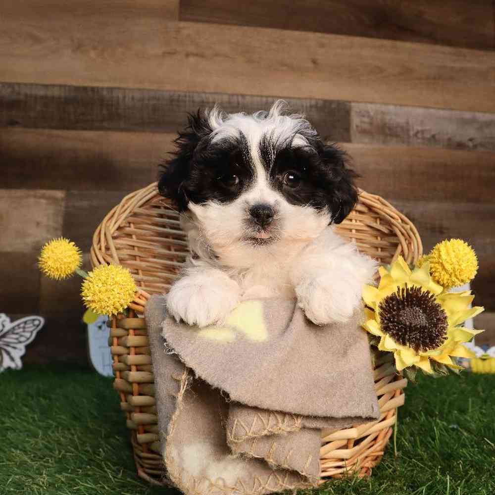 Male Yochon Puppy for Sale in Blaine, MN