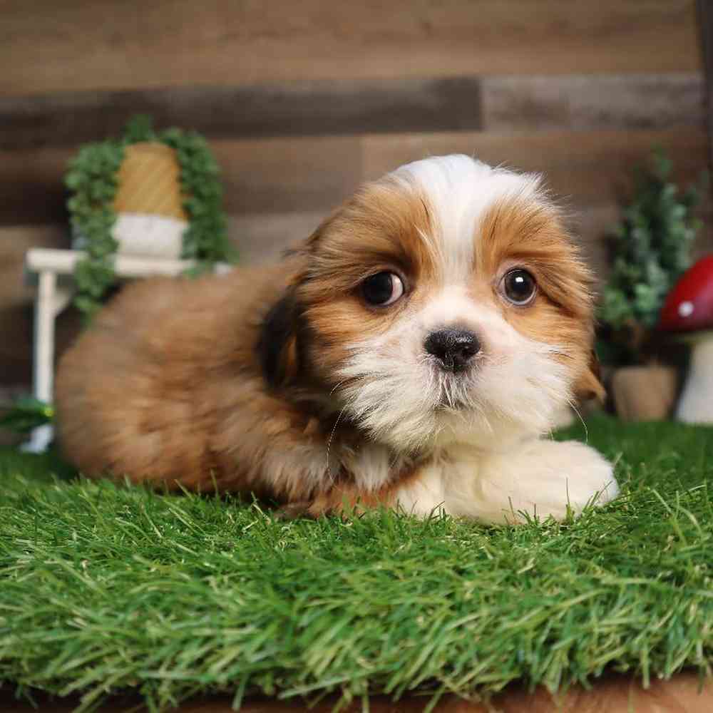 carousel pet images