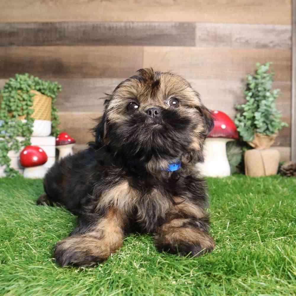 carousel pet images