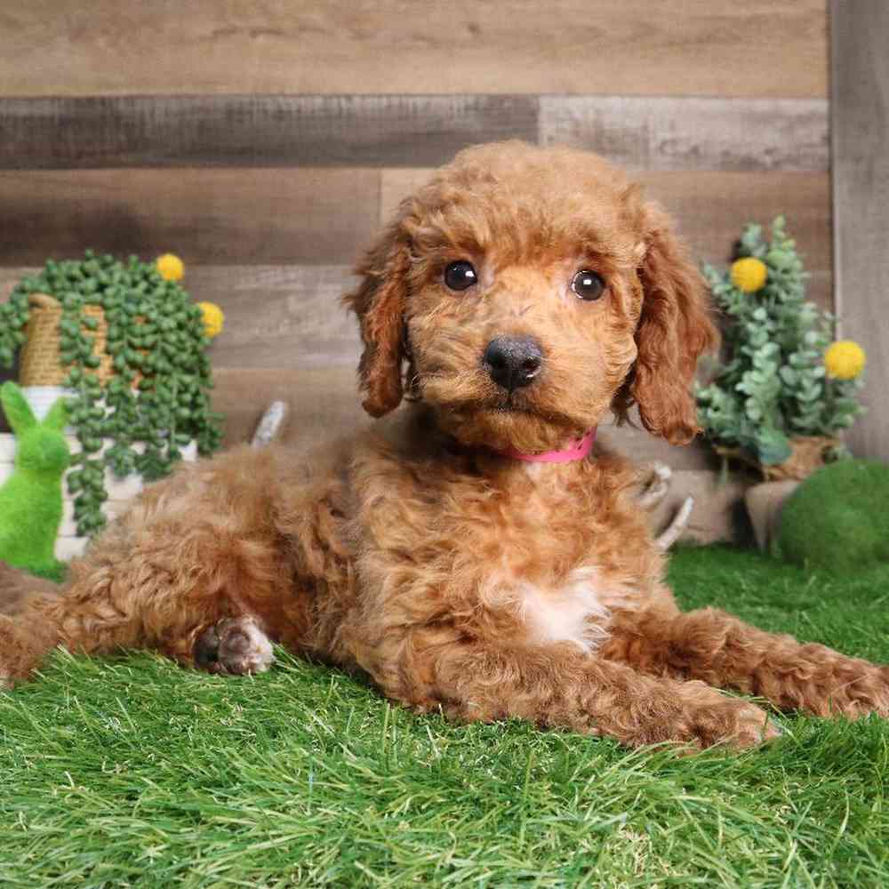 Female Cavapoo Puppy for Sale in Blaine, MN