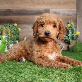 Cavapoo