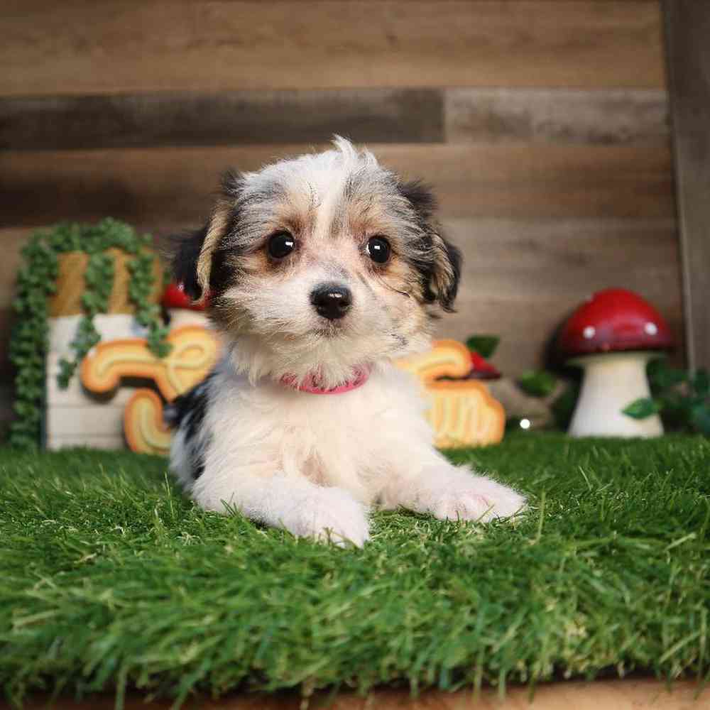 Image of a pet breed in the gallery