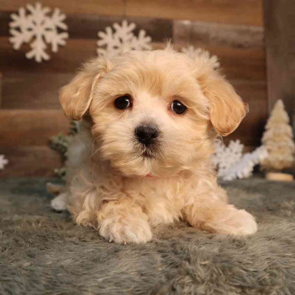 Female Maltipoo Puppy for Sale in Blaine, MN