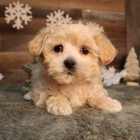 Maltipoo