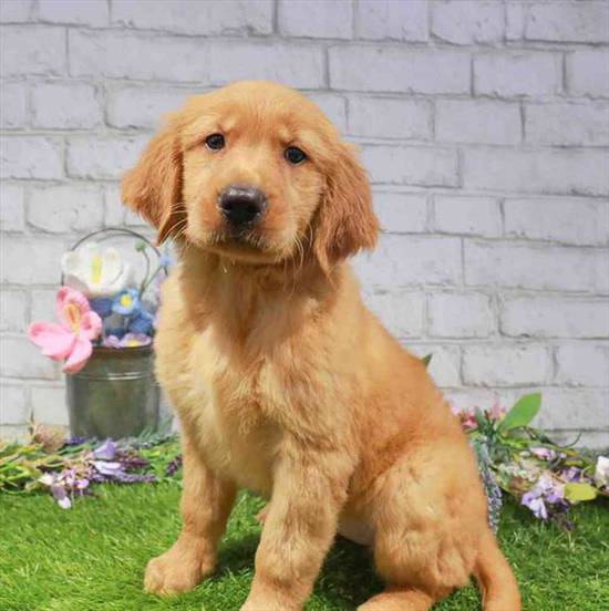 Goldilocks