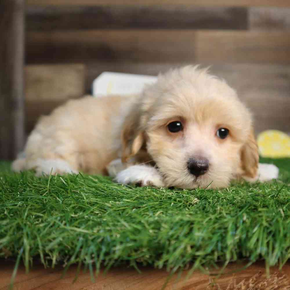 Male Maltipoo Puppy for Sale in Blaine, MN