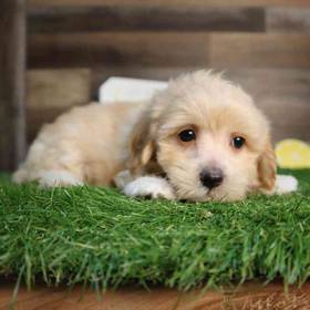 Maltipoo