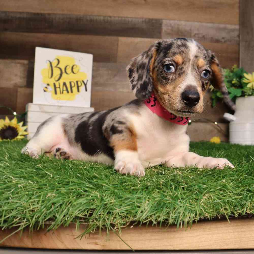 carousel pet images