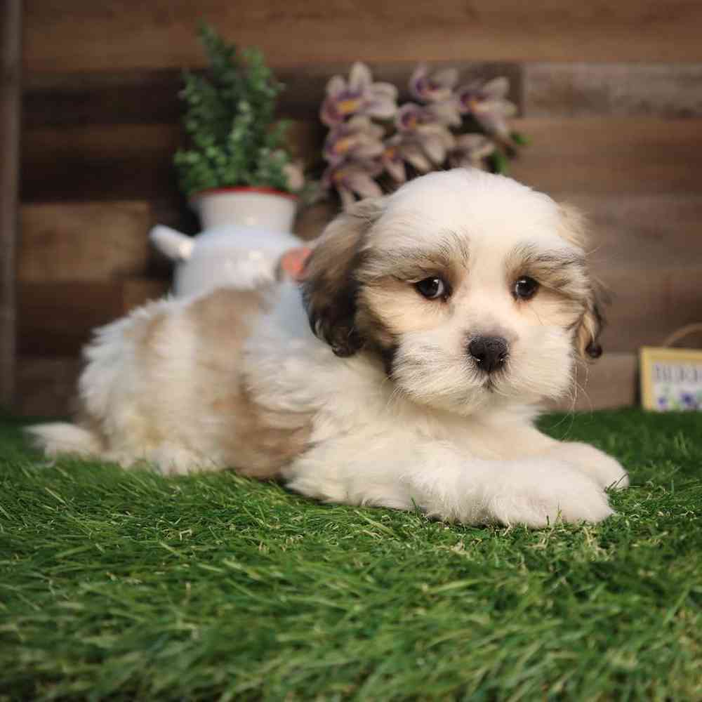 Image of a pet breed in the gallery