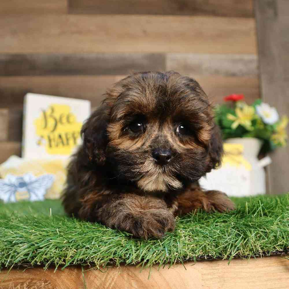 Female Shipoo Puppy for Sale in Blaine, MN