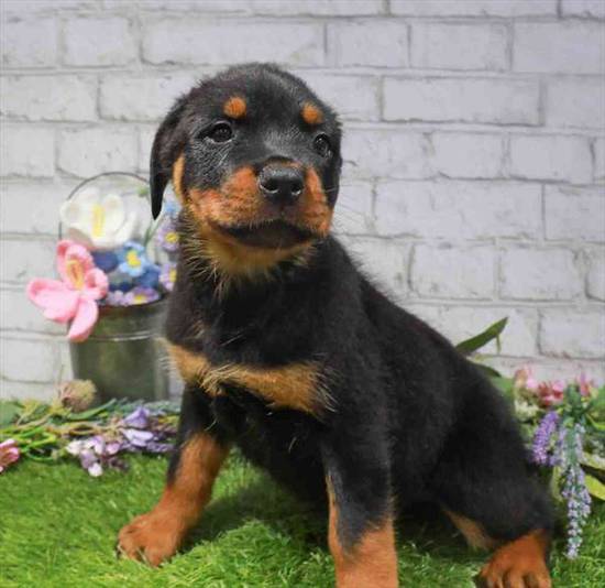 Xena