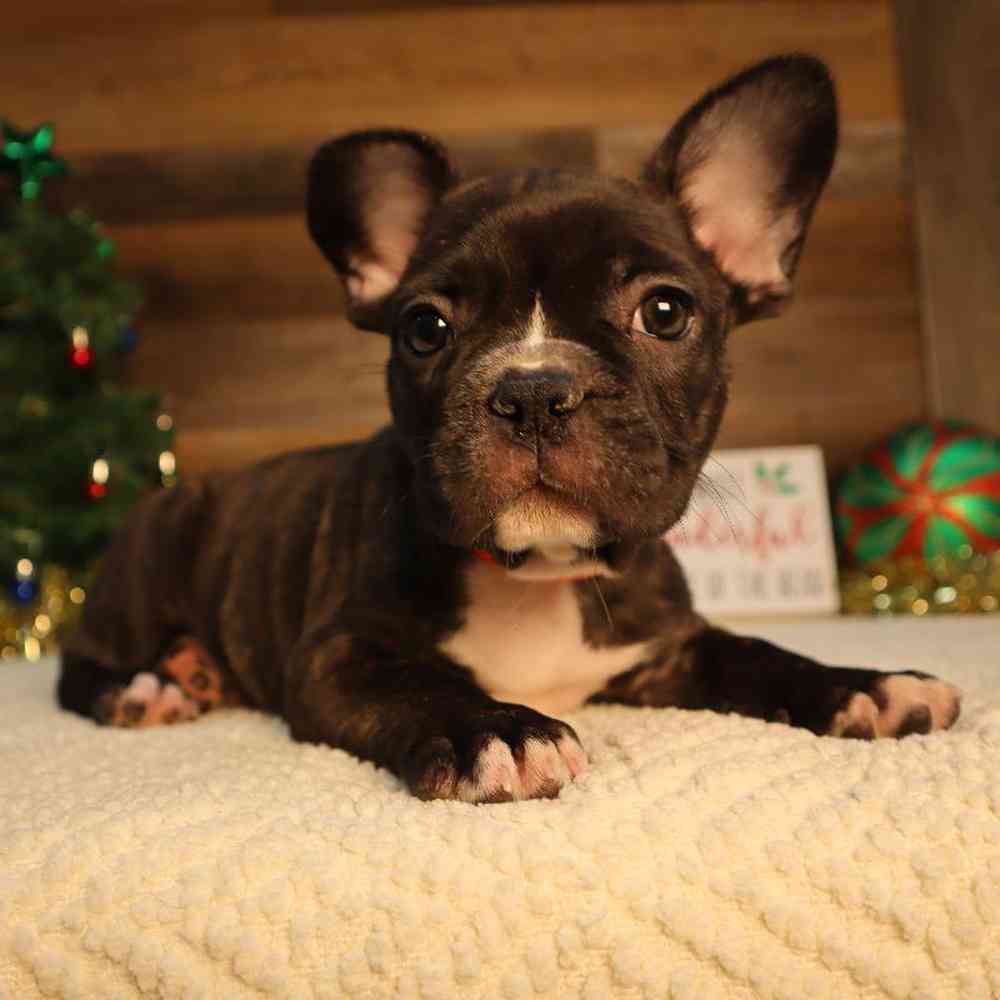 Male French Bulldog Puppy for Sale in Blaine, MN