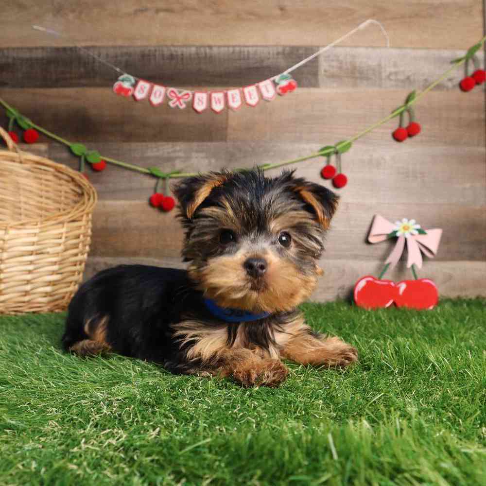 Male Yorkshire Terrier Puppy for Sale in Blaine, MN
