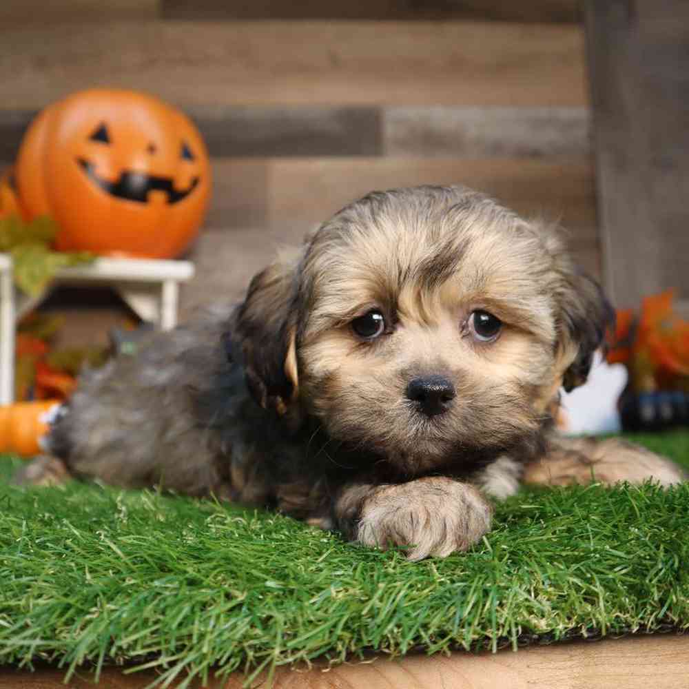 Male Shipoo Puppy for Sale in Blaine, MN