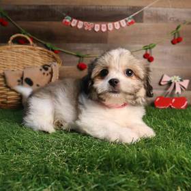 Teddy Bear