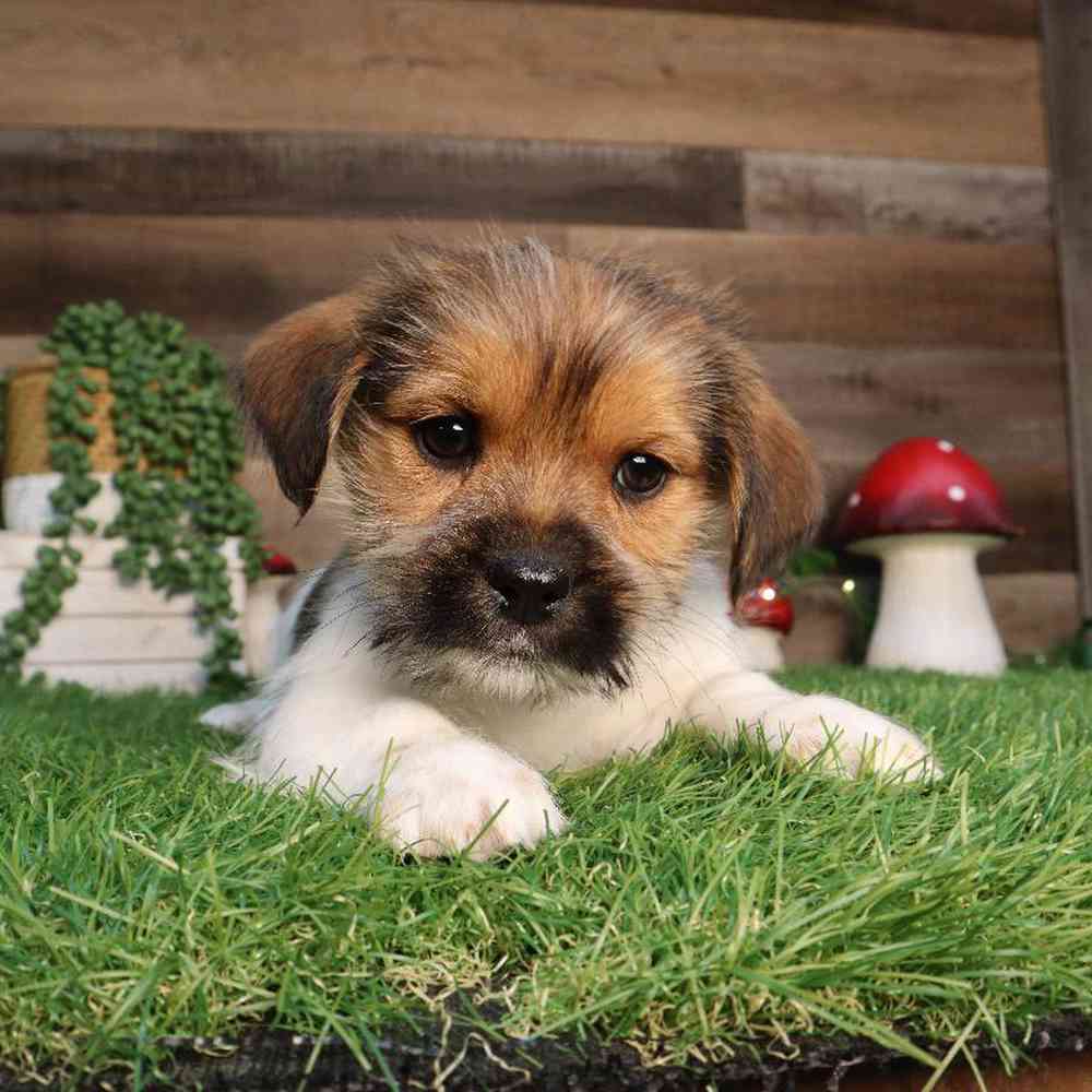 carousel pet images