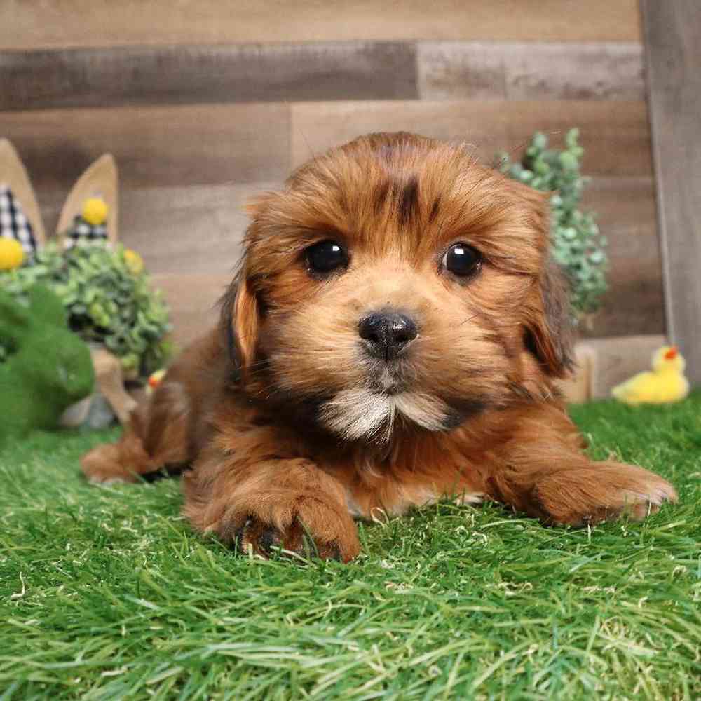 Female Shorkie Puppy for Sale in Blaine, MN