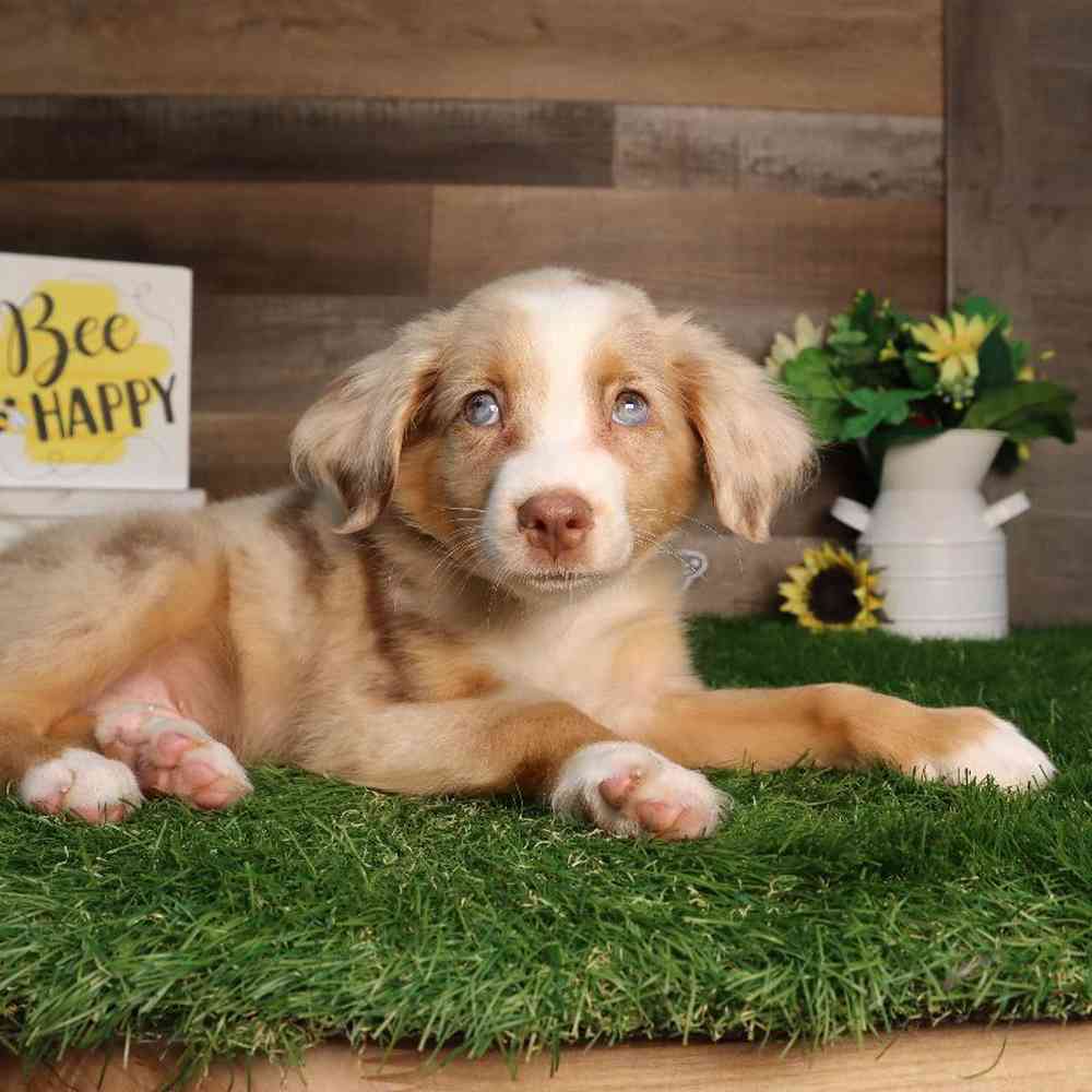 carousel pet images