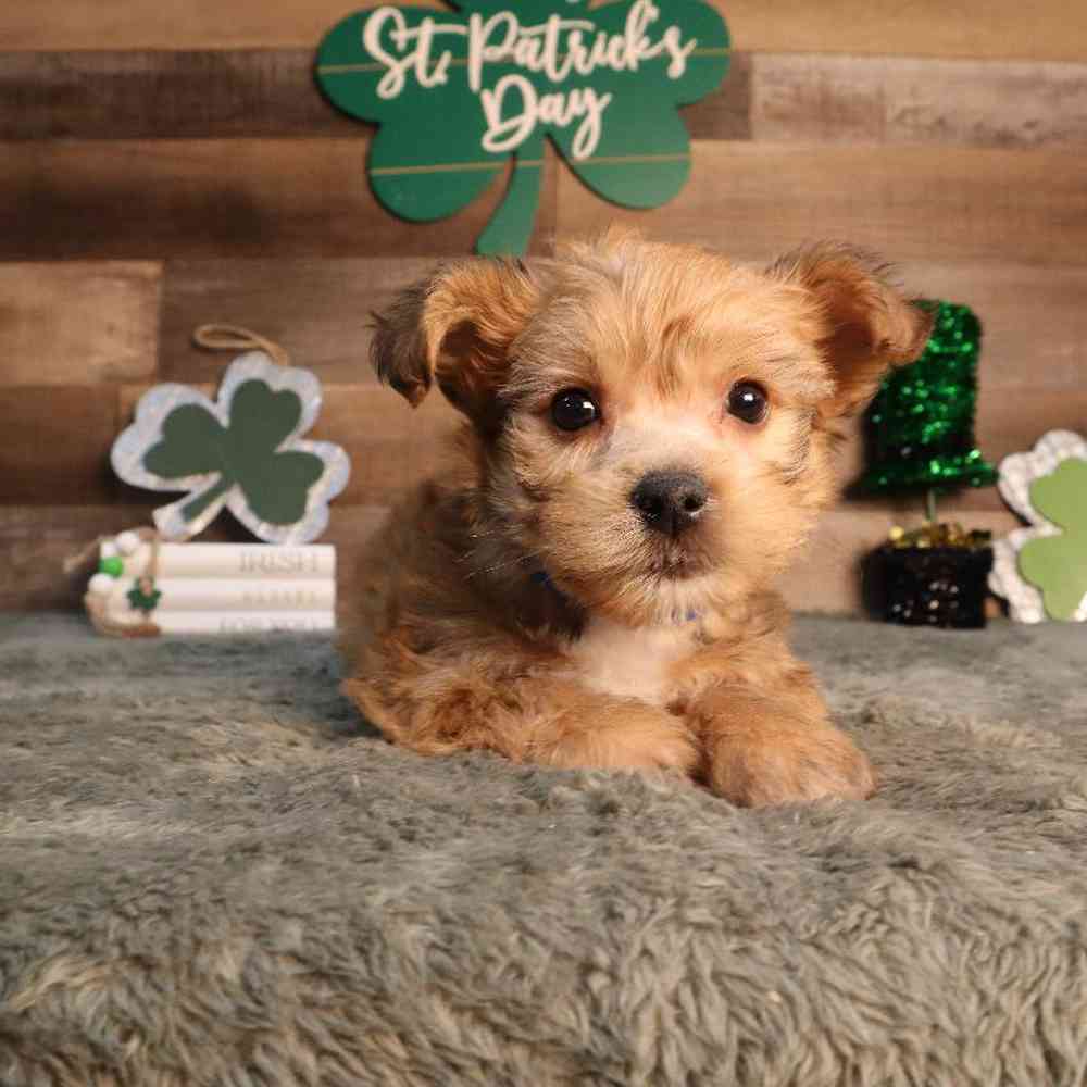 Male Yochon Puppy for Sale in Blaine, MN