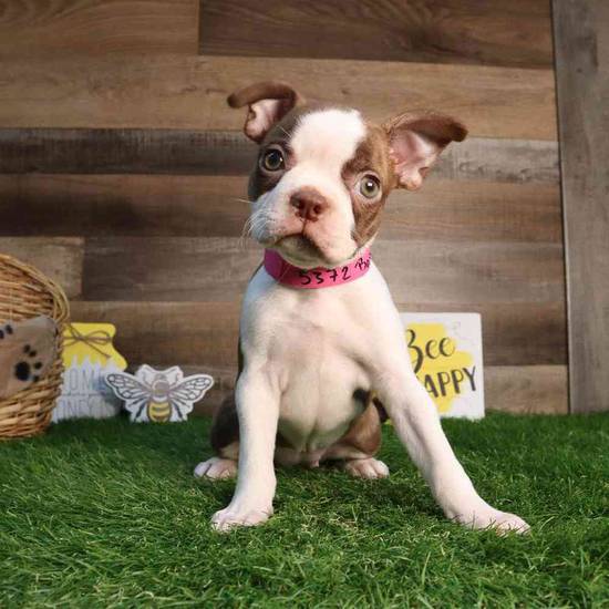 Eloise