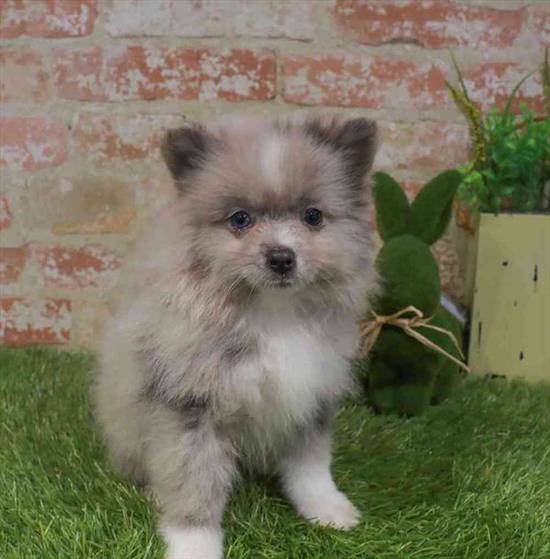 Pomeranian
