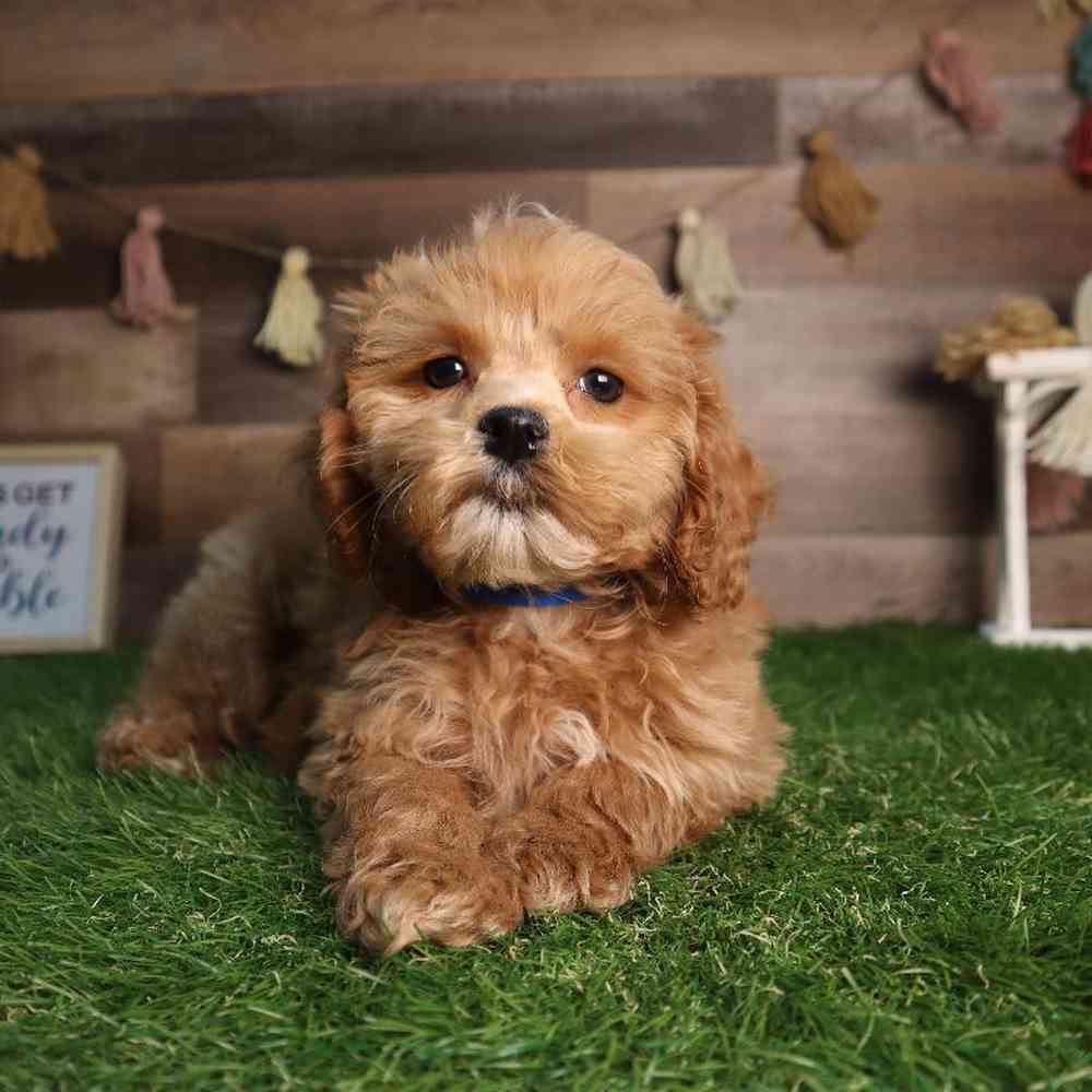carousel pet images