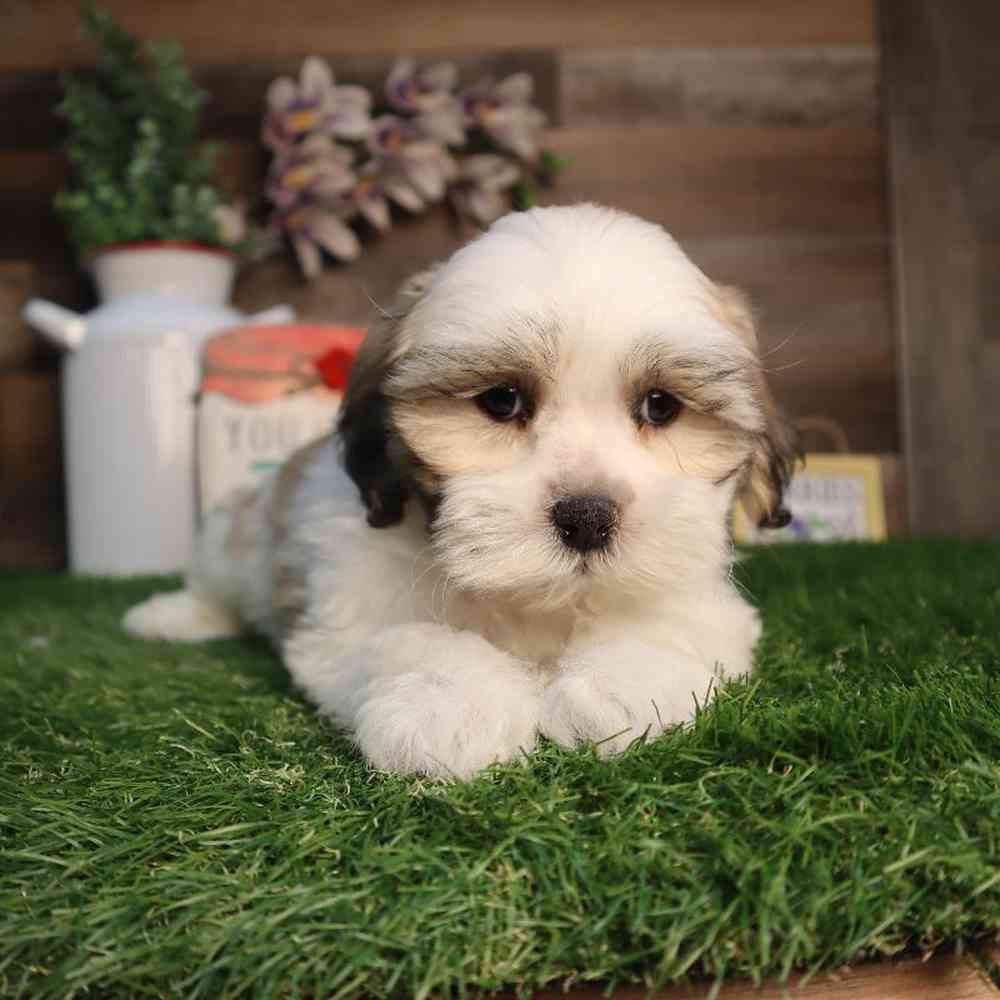 carousel pet images