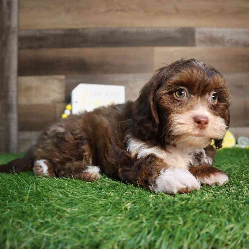 carousel pet images