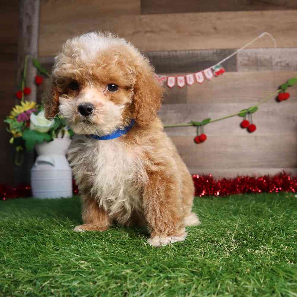 carousel pet images