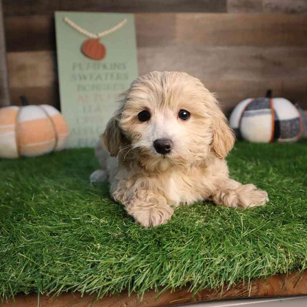Female Maltipoo Puppy for Sale in Blaine, MN